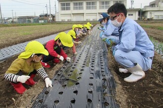 お兄さんお姉さんが植え方を教えてくれています