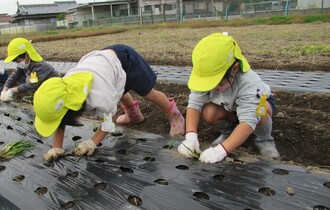 ちょっと、遠くまで体を伸ばして植えています