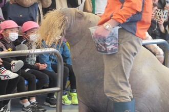 セイウチを見ている年長児