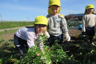 大根の収穫をする年少組の子どもたち