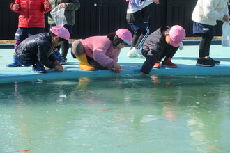 プールにできた氷を取ろうとしている年長児