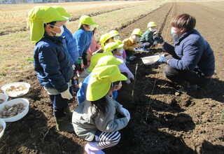 高校の先生が種いもの植え方を説明しています