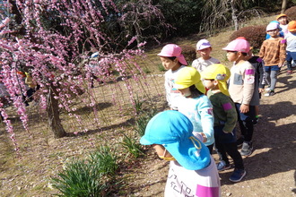 離宮院公園の梅を見ている園児たち