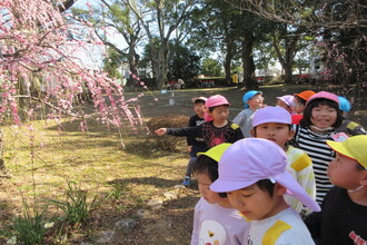 離宮院公園の梅を見ている園児たち