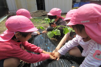 野菜の苗を植えている年長組