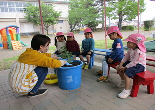 もも組さん　先生がミニトマトの苗を植えるところを見ています