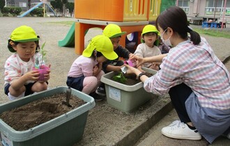 き組さん　野菜の苗を植えています