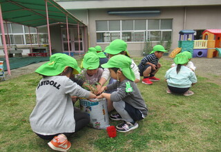 土袋を使ってミニトマトの苗を植えています