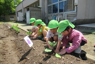 みどり組も野菜の苗を植えています