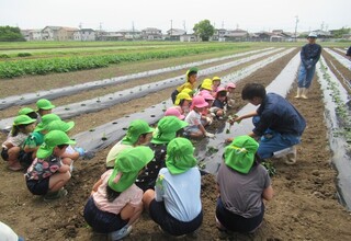 学生さんがさつまいものつるの挿し方を説明しています