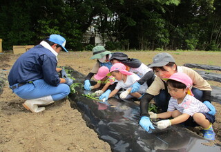 もも組さん、先生と一緒に植えています