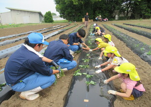 き組さんもお兄さんと一緒に植えています