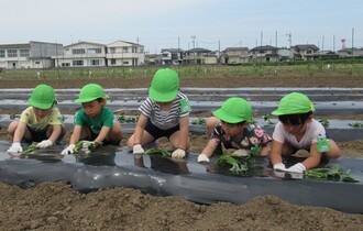 みどり組さん上手に植えています