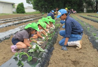 みどり組さんたくさん植えました