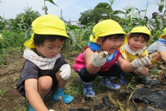 ジャガイモを収穫している年少児