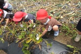 ジャガイモを収穫している年少児