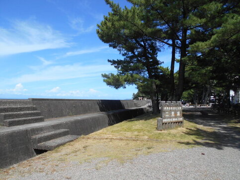 公園内の松林の写真その1