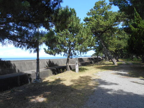 公園内の松林の写真その2