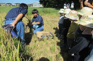 高校生が稲刈りの仕方を教えてくれています