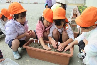 チューリップの球根を植えている年中児