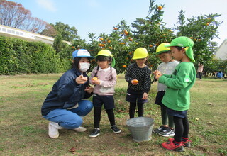 みかんの皮をむいている子どもたち