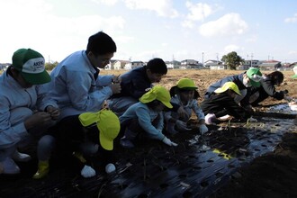 玉ねぎの苗を黙々と植える子どもたち