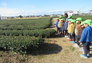 クッキーを焼いている間に、茶畑の見学にいきました