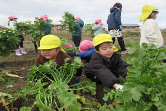 大根の収穫をする年少児