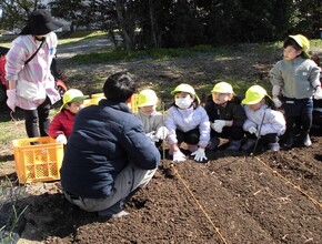 先生が種いもの植え方を教えてくれています