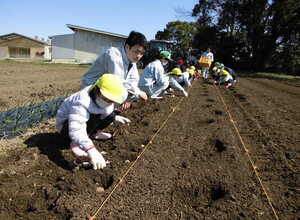 種いも植えに夢中の子どもたち