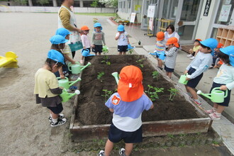 野菜の苗に水やりをする年中児