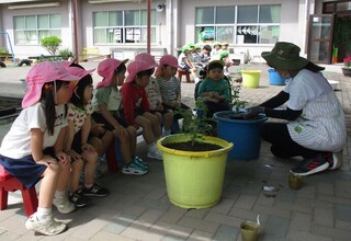 もも組さん、先生がミニトマトを植えるところを見ています