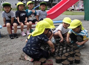 き組のみんなでゴーヤの種を植えています