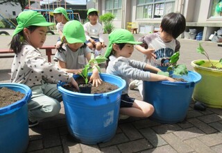 みどり組もいろいろな野菜の苗を植えました