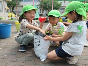 グループに分かれて共同でミニトマトを植えています