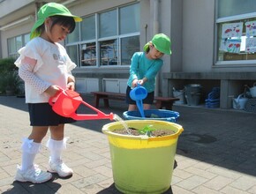 オクラの苗に水やりをしています