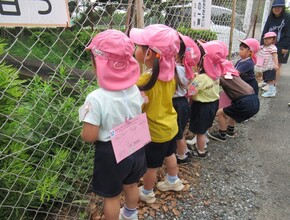 金魚を探して水槽を見ているもも組のこどもたち