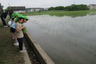 田んぼを観察しています　稲の苗が植えてあります