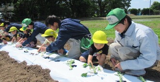 き組さん夢中になって植えています