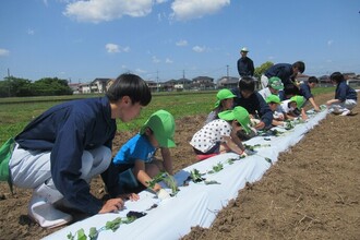 みどり組はたくさん植えています