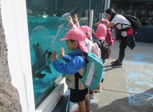 ペンギンをずっと見ているもも組