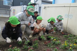 ビオラをお兄さんお姉さんと一緒に植えています