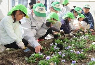 たくさん植えています