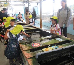 魚やたこを触ることに夢中の子どもたち