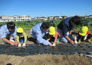 黙々と植える子どもたち