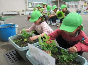 大根を収穫しているところ