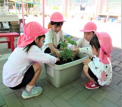 3歳児が苗を植えているところ