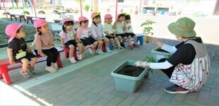3歳児がトマトの苗を見ているところ