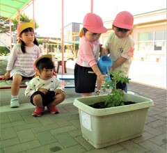 3歳児が苗に水やりをしているところ