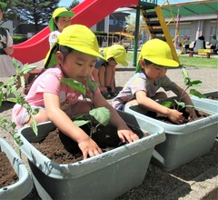 4歳児がナスの苗を植えているところ